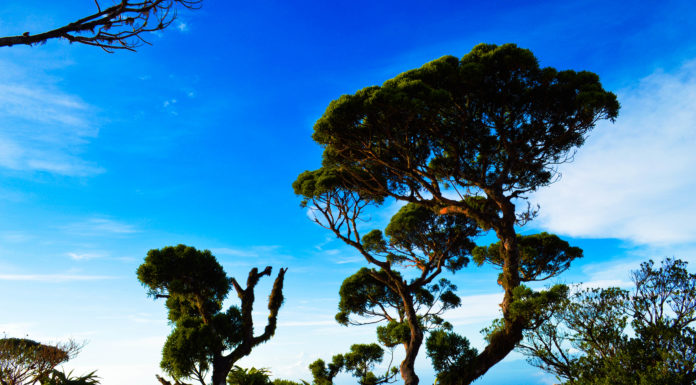 Mt. Madjaas Trek : Definitely Not For Faint-Hearted