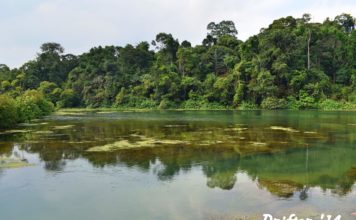 Singapore’s Best Walk At MacRitchie Reservoir