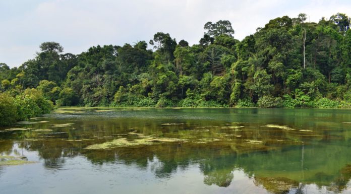 Singapore’s Best Walk At MacRitchie Reservoir